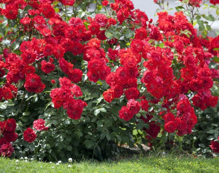 Как посадить бордюрную розу и ухаживать за ней?