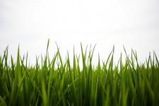 Зеленые травяные заборы: как создать живую ограду из злаков и многолетников