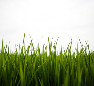 Зеленые травяные заборы: как создать живую ограду из злаков и многолетников