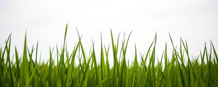 Зеленые травяные заборы: как создать живую ограду из злаков и многолетников