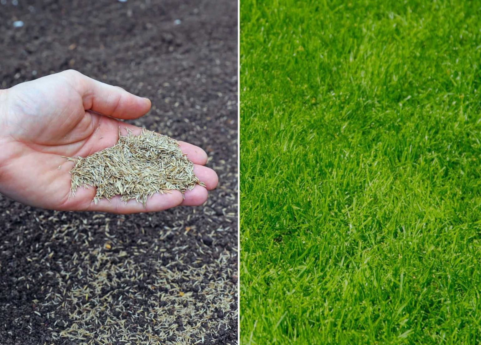 Семена для газона какие лучше. Семена газонных трав Lawn grass Seeds. Смесь газонных трав «Жемчужная Поляна». Газонная смесь "газон изумрудный". Посев газона.