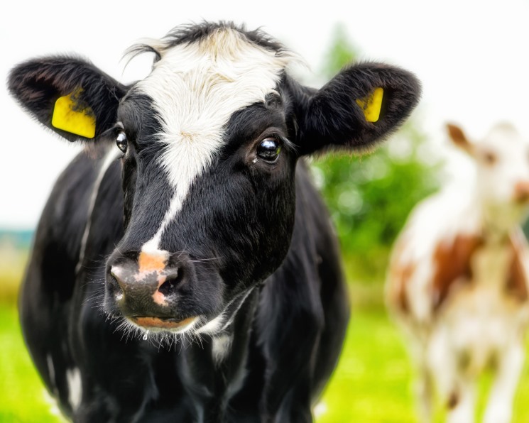 Разведение коров и бычков: что нужно знать?
